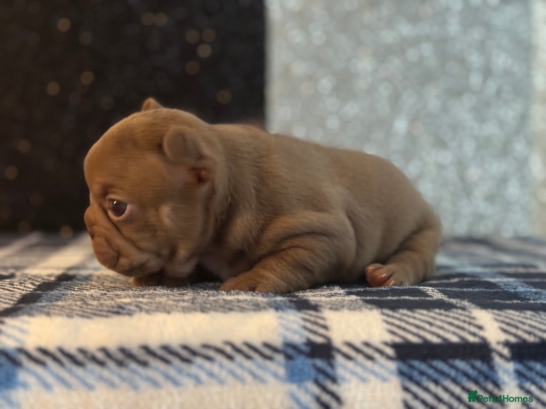 French Bulldog dogs for sale: Beautiful litter of 4 - Image 5