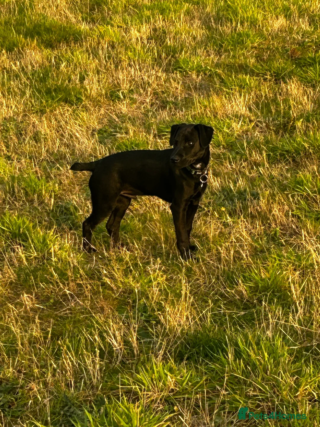 Patterdale Terrier dogs for sale: Patterdale terrier - Advert 4
