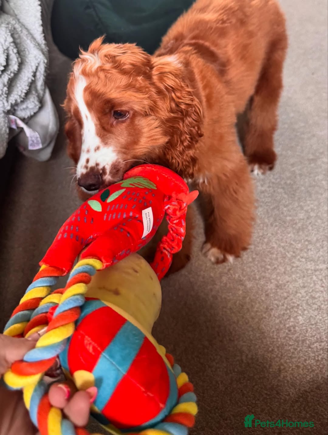 Cockapoo dogs for sale: Beautiful Puppy Pixie Looking for a Loving Home - Advert 2