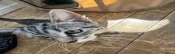 Mixed Breed cats for sale: 3 cats for sale  - Advert 4