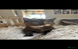 Persian cats for sale: Beautiful Persian x Tabby kitten! - Image 3