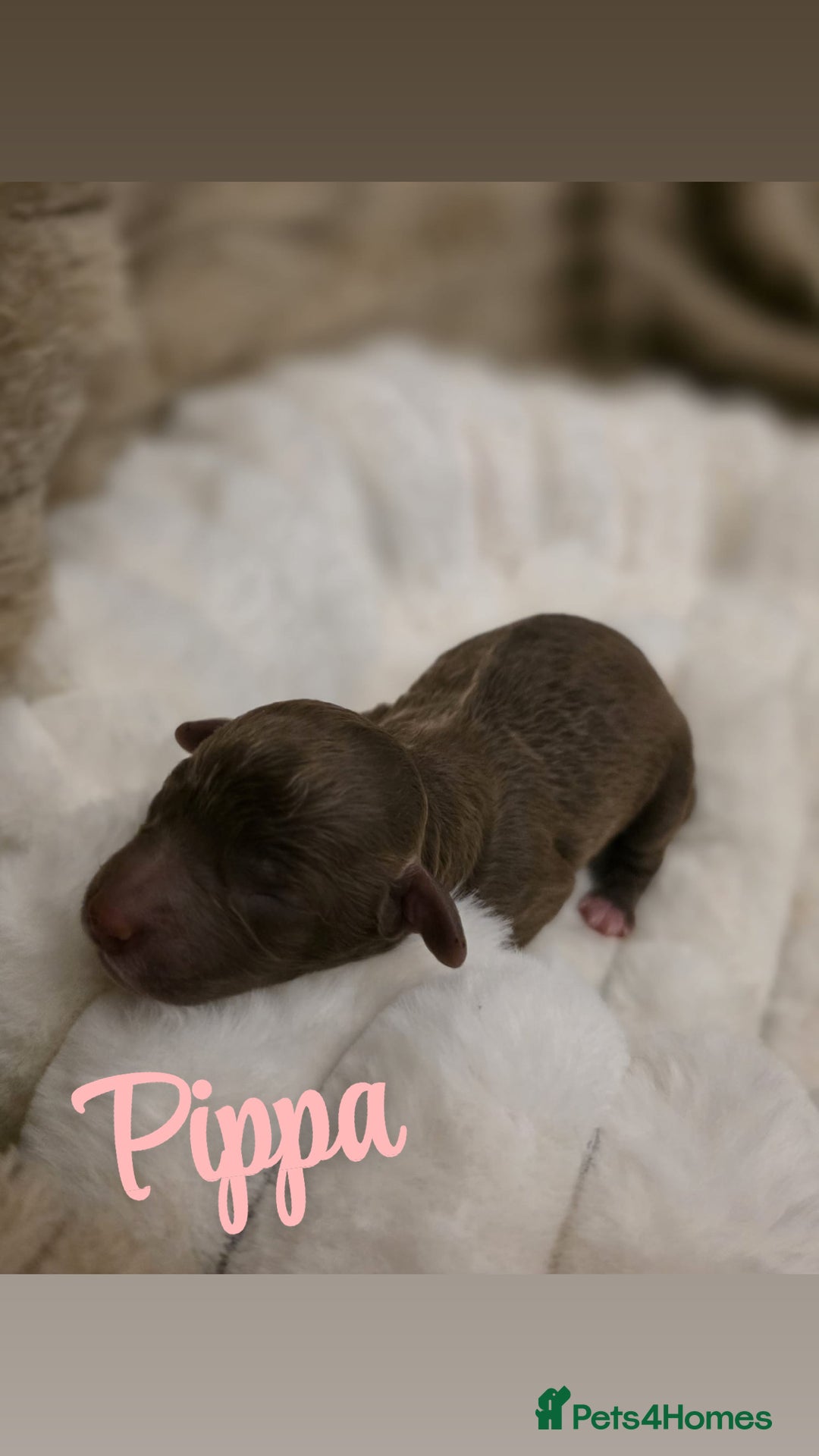 Cockapoo dogs for sale: 🤍 Beautiful F3 Multigen Cockapoo Puppies🤍 - Advert 5