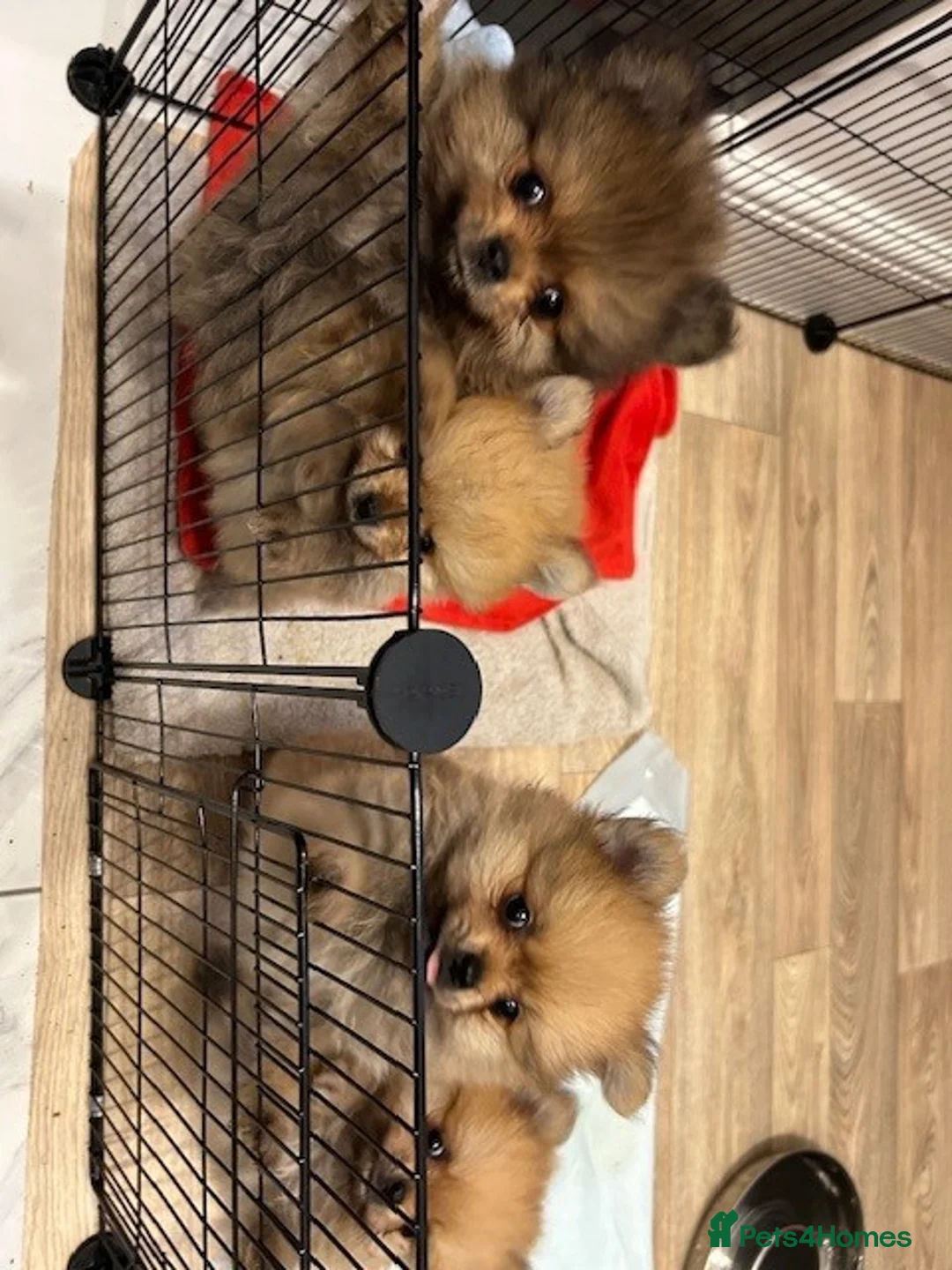 Pomeranian dogs for sale: Tiny Pomeranian Puppies - Advert 4