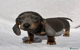 Miniature Dachshund dogs for sale: READY NOW STUNNING MIX KC MIN PRA CLR - Image 8