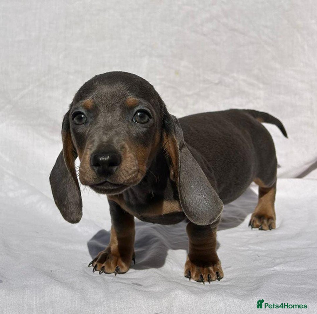 Miniature Dachshund dogs for sale: READY NOW STUNNING MIX KC MIN PRA CLR - Image 8