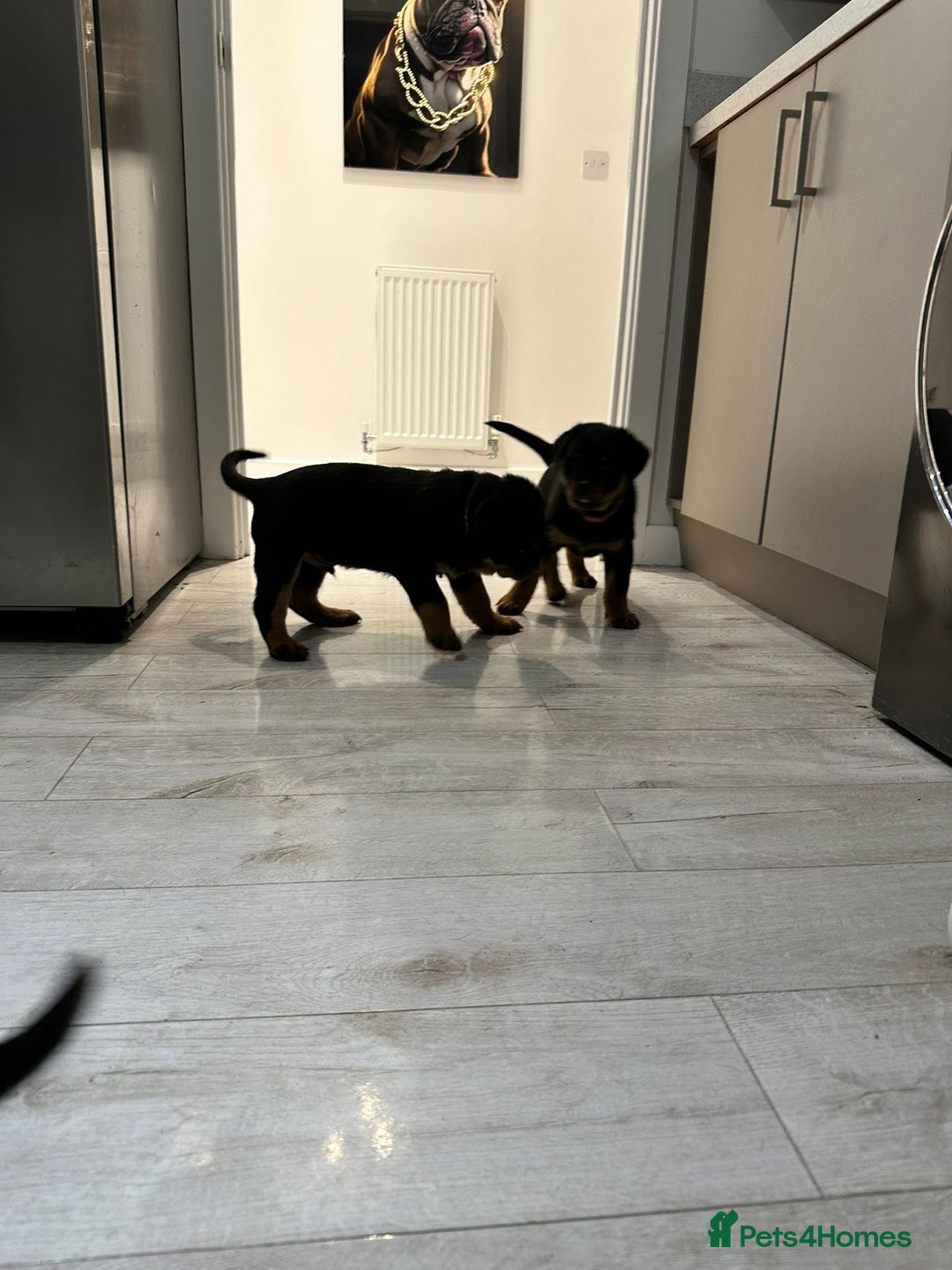 Rottweiler dogs for sale: ROTTWEILER PUPPIES- READY NOW - ONLY ONE LEFT!! - Advert 6