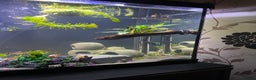 Plecos fish for sale: Bristle nose baby’s  - Advert 3