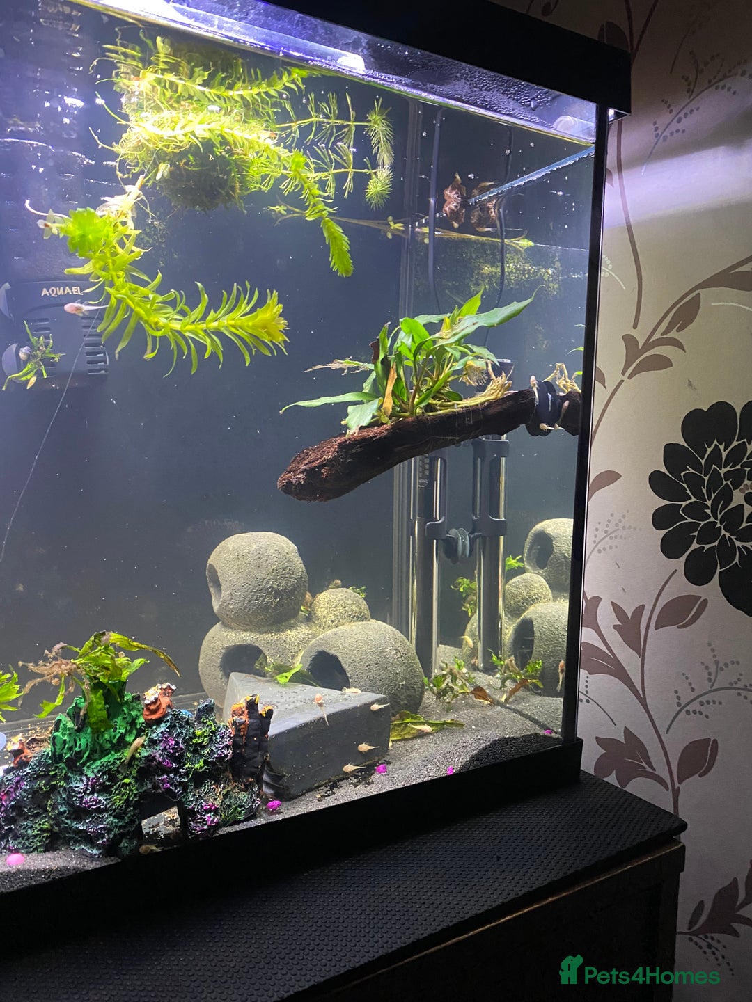 Plecos fish for sale: Bristle nose baby’s  - Advert 3