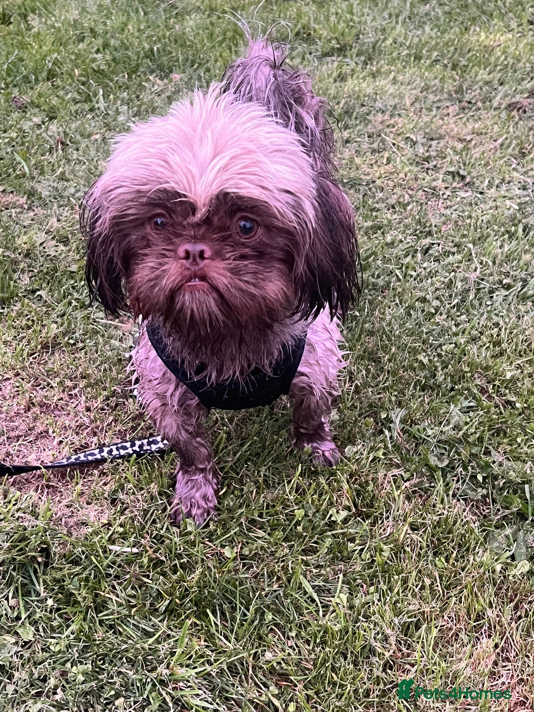 Shih Tzu dogs for stud: KC registered proven imperial Shih Tzu for stud  in Leicester - Image 2