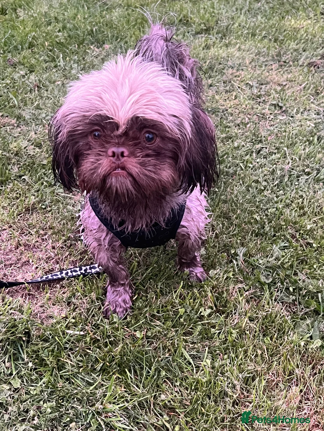 Shih Tzu dogs for stud: KC registered proven imperial Shih Tzu for stud  in Leicester - Advert 2