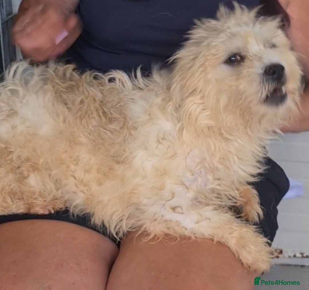Bichon Frise dogs for adoption: Zebedee male 8kg small  - Image 4