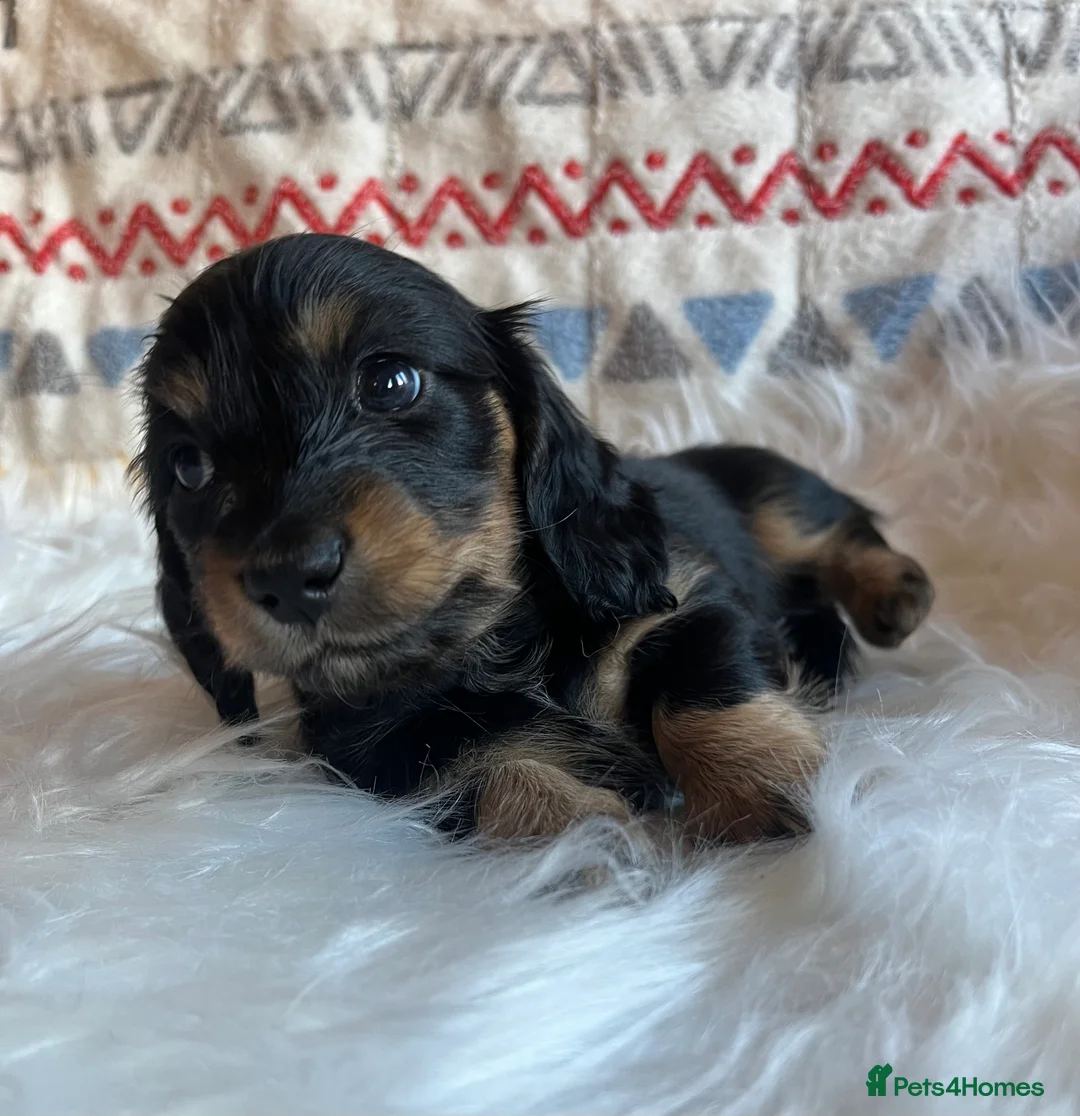 Miniature Dachshund dogs for sale: Beautiful  KC Mini L/H dachshund puppies - Advert 12