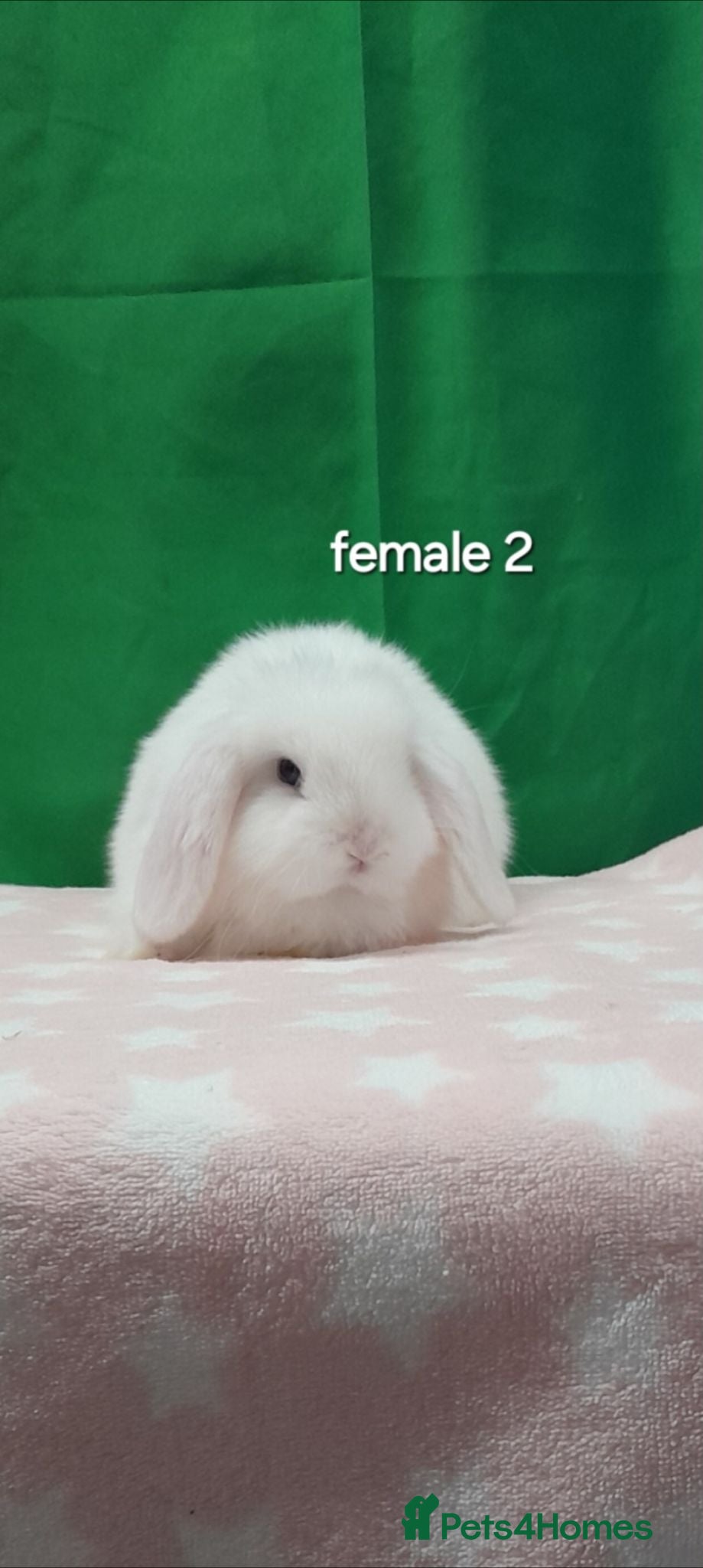 Mini Lop rabbits Purebred mini lops. Ready to leave last one - Advert 1