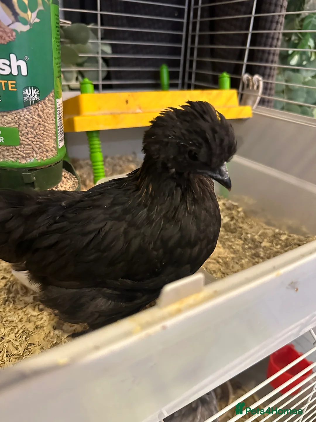 Chickens poultry for sale: ayam cemani - Advert 2