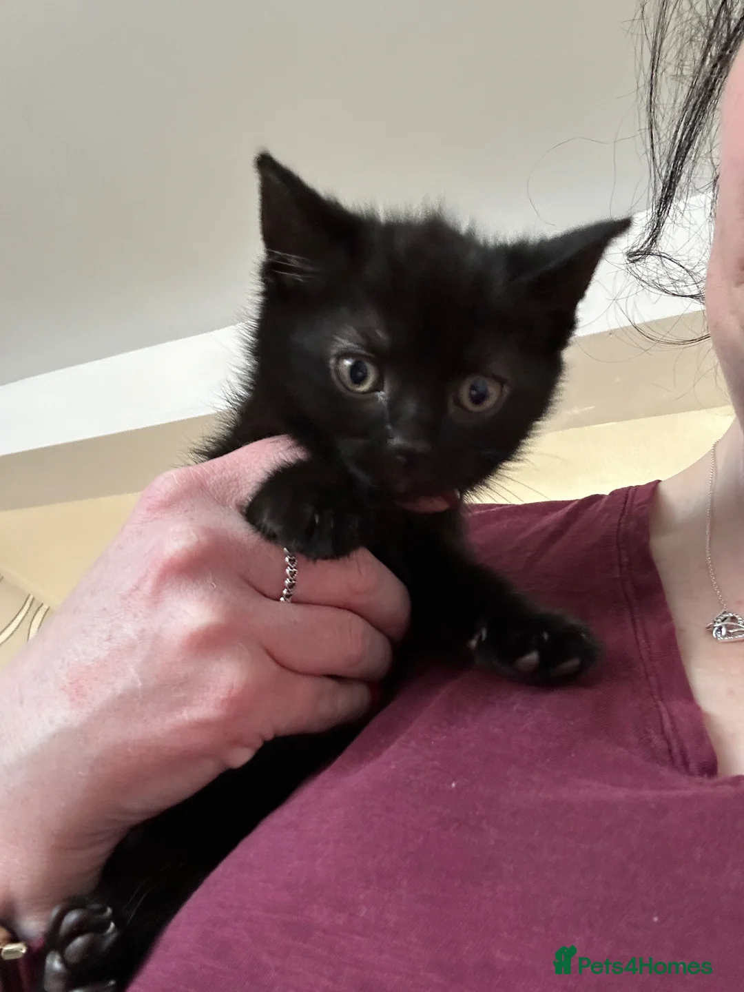 Mixed Breed cats for sale: Mixed breed - Advert 1