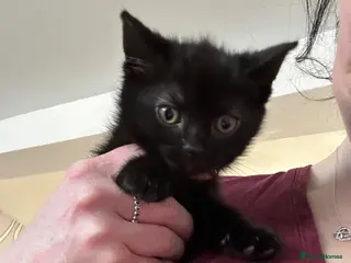 Mixed Breed cats Mixed breed - Advert 5