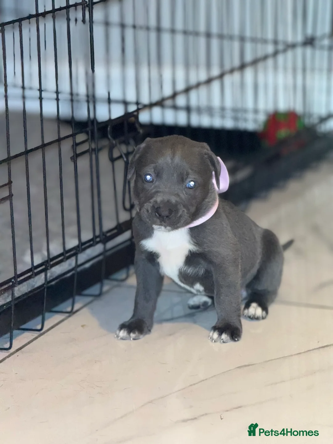 Cane Corso dogs for sale: Outstanding cane corso pups 🐶  - Advert 16