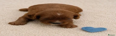 Cavapoo Puppy 5