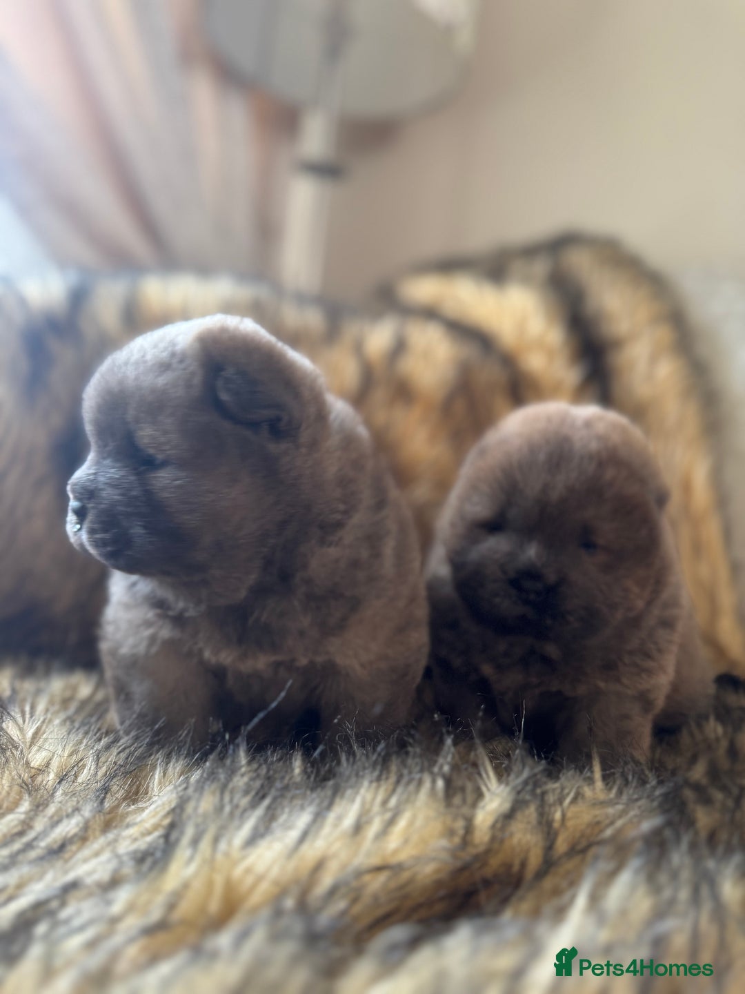 Chow Chow dogs for sale: Show Quality Chows  - Image 11