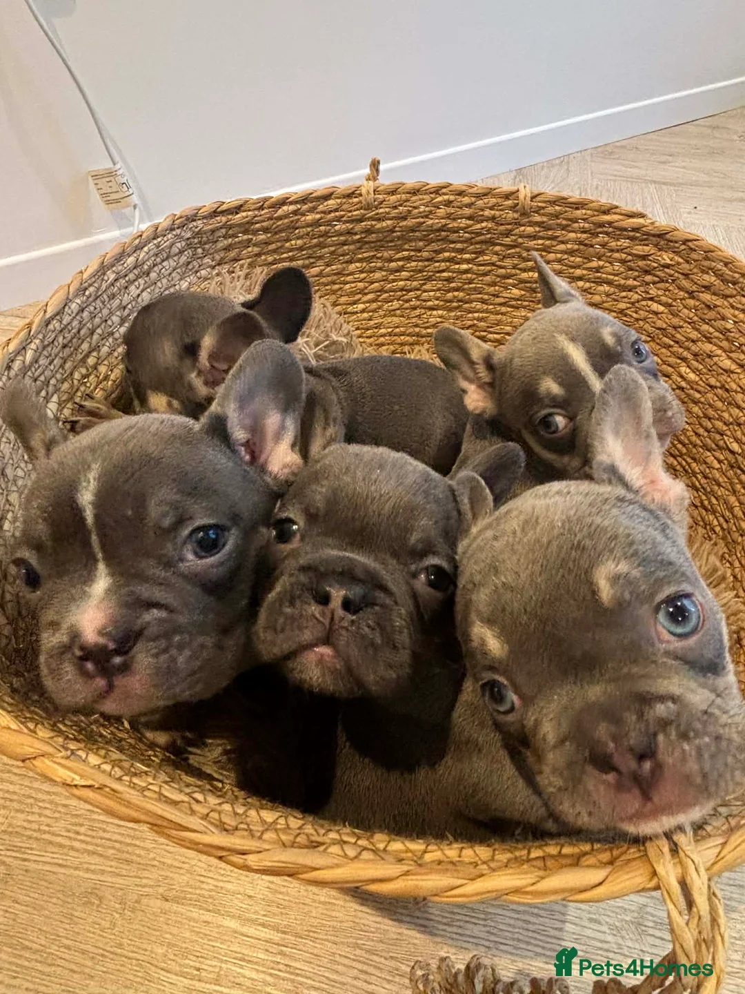 French Bulldog dogs for sale: French bull dog pups - Advert 1