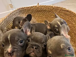 French Bulldog dogs French bull dog pups - Advert 1