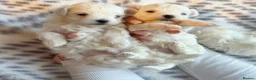 Maltese dogs for sale: Maltese pups kc reg - Advert 5