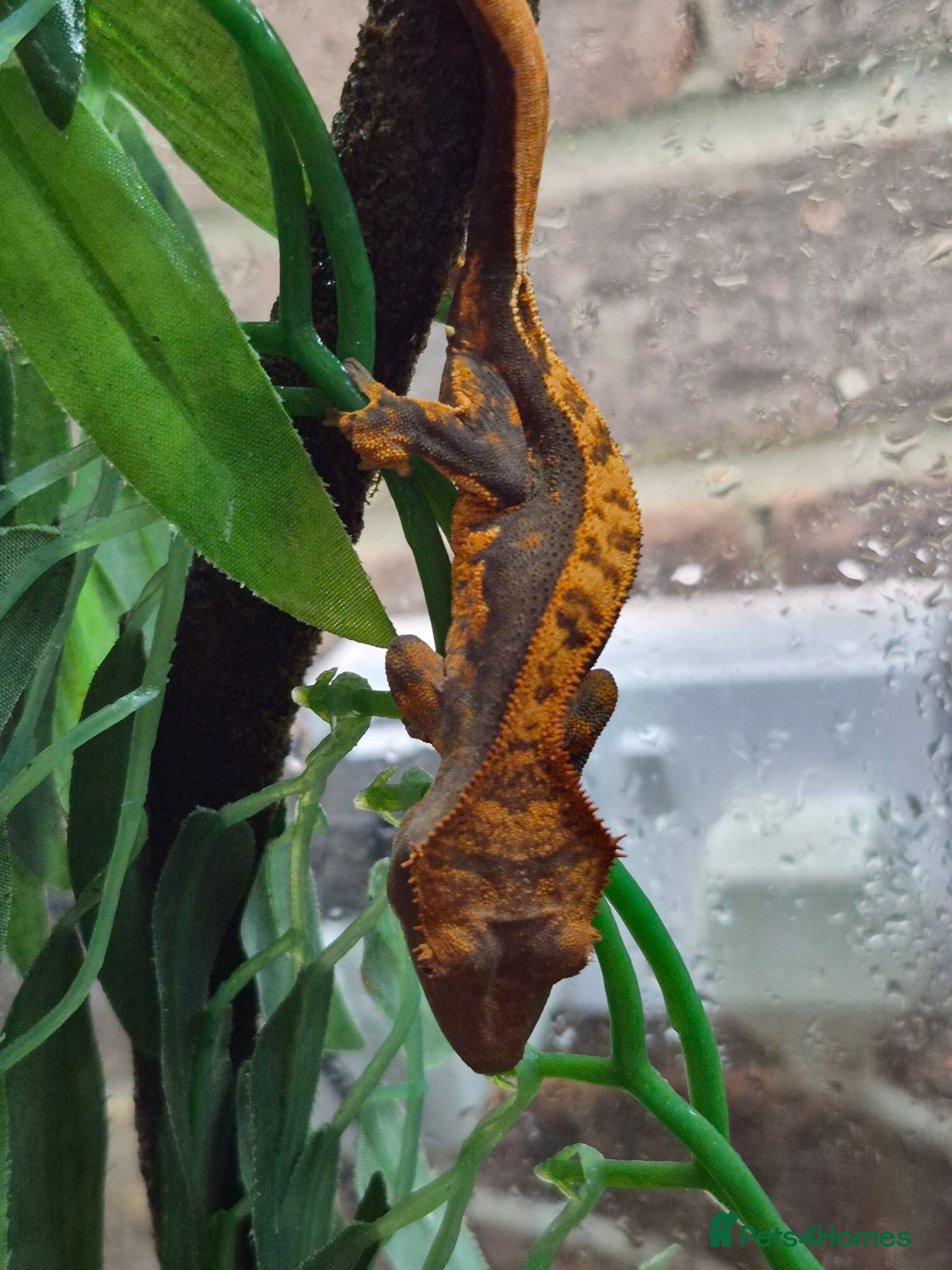 Gecko reptiles Crested & leopard gecko babies - Advert 1