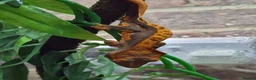 Gecko reptiles for sale: Crested & leopard gecko babies - Advert 4
