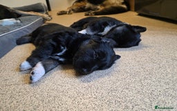German Shepherd dogs for sale: 🐾 3 beautiful female german shepherd puppies 🐾 - Advert 4