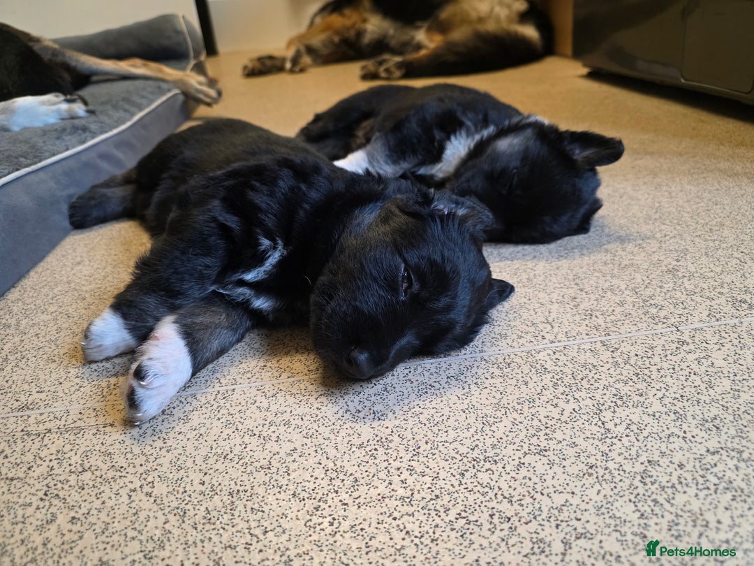 German Shepherd dogs for sale: 🐾 3 beautiful female german shepherd puppies 🐾 - Advert 4