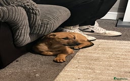 Mixed Breed dogs for sale: 16 week old hunter way female tan coloured  - Image 3