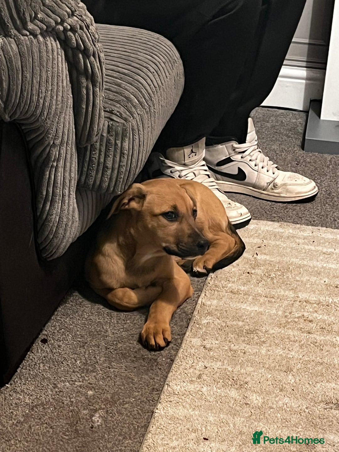 Mixed Breed dogs for sale: 16 week old hunter way female tan coloured  - Image 3