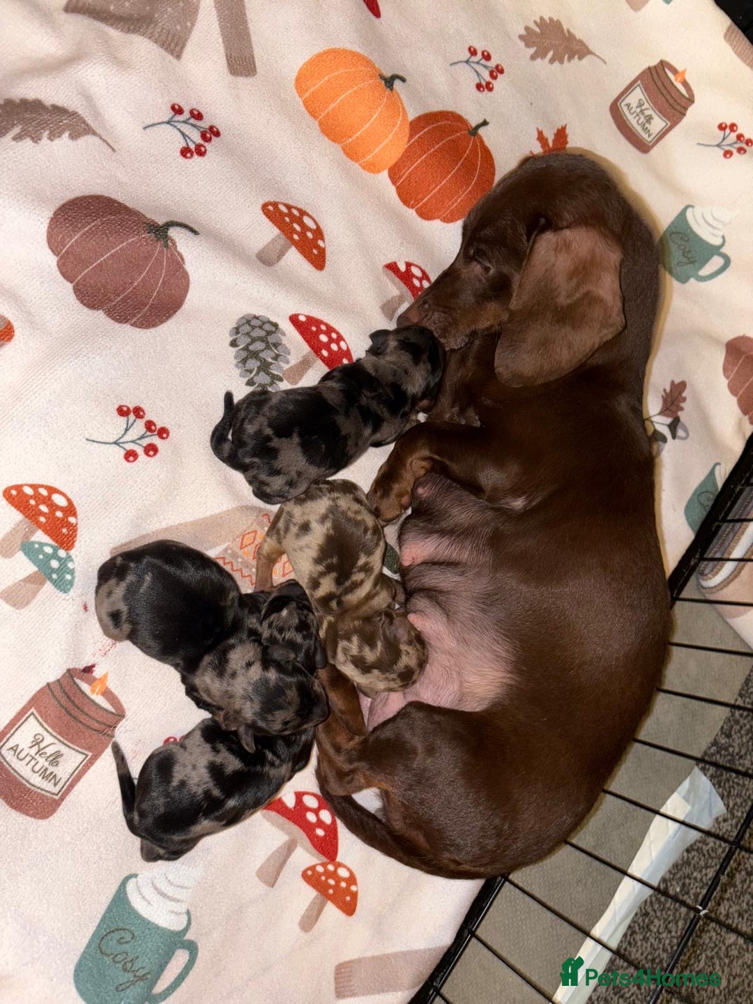 Miniature Dachshund dogs for sale: Miniature dapple daschund puppies for sale - Advert 1
