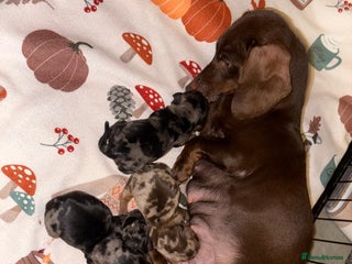 Miniature Dachshund dogs Miniature dapple daschund puppies for sale - Advert 13
