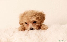 Cavapoochon dogs for sale: Stunning Cavapoochons ready now  - Image 6