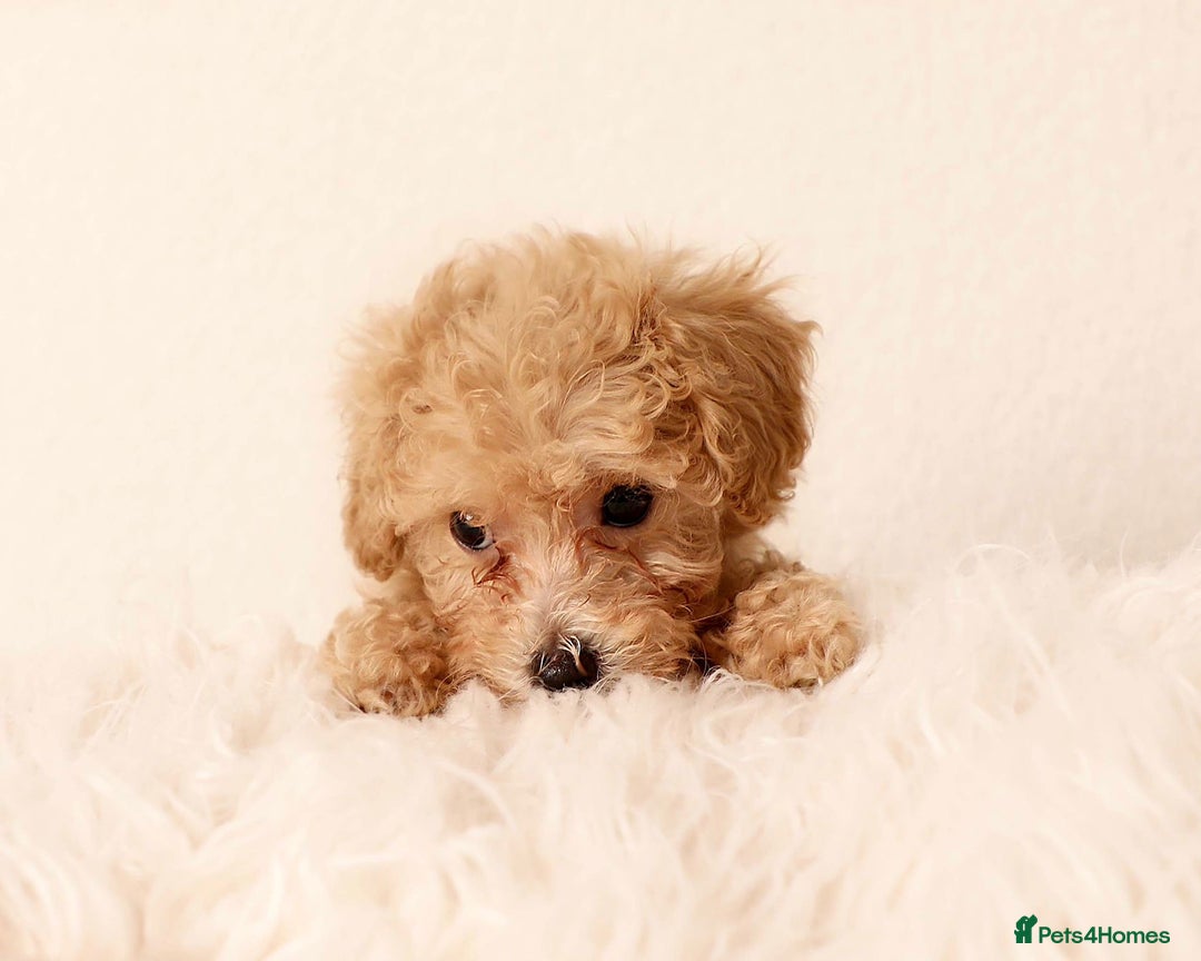Cavapoochon dogs for sale: Stunning Cavapoochons ready now  - Image 6