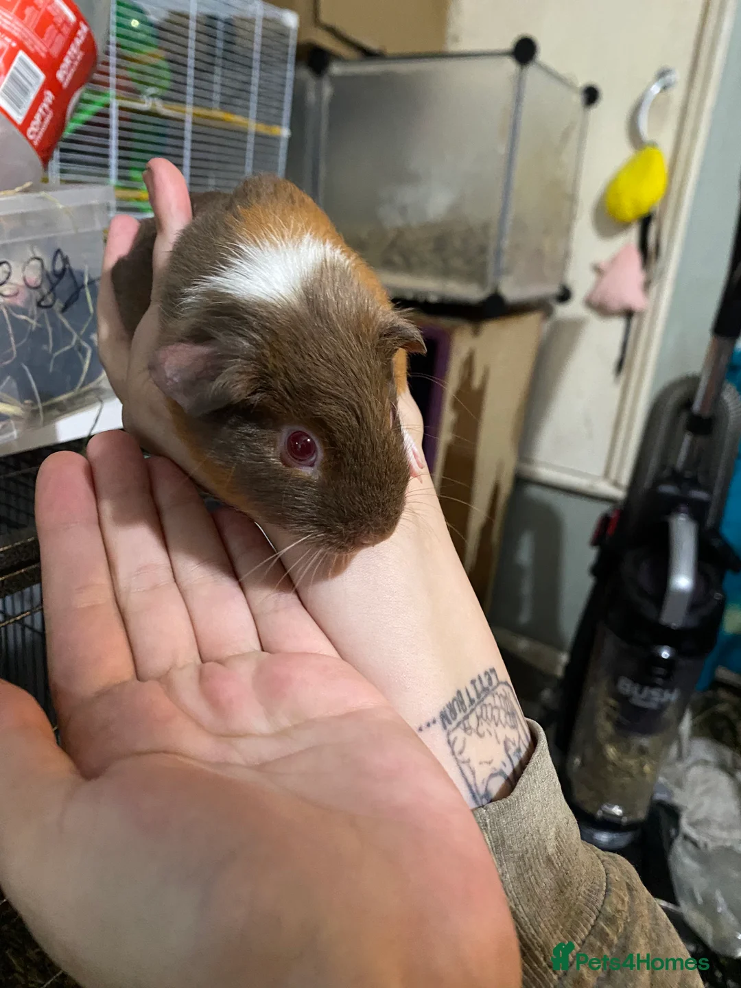 Guinea Pig rodents for sale: Male Guinea pig  - Advert 4