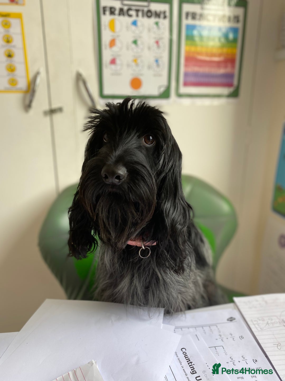 Cockapoo dogs for sale: A Lovable Female Cockapoo 2.5 yrs - Image 6