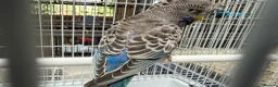 Budgerigars birds for sale: Bfbw, Bwbf, Rainbow hagoromo and other mutations  - Advert 13