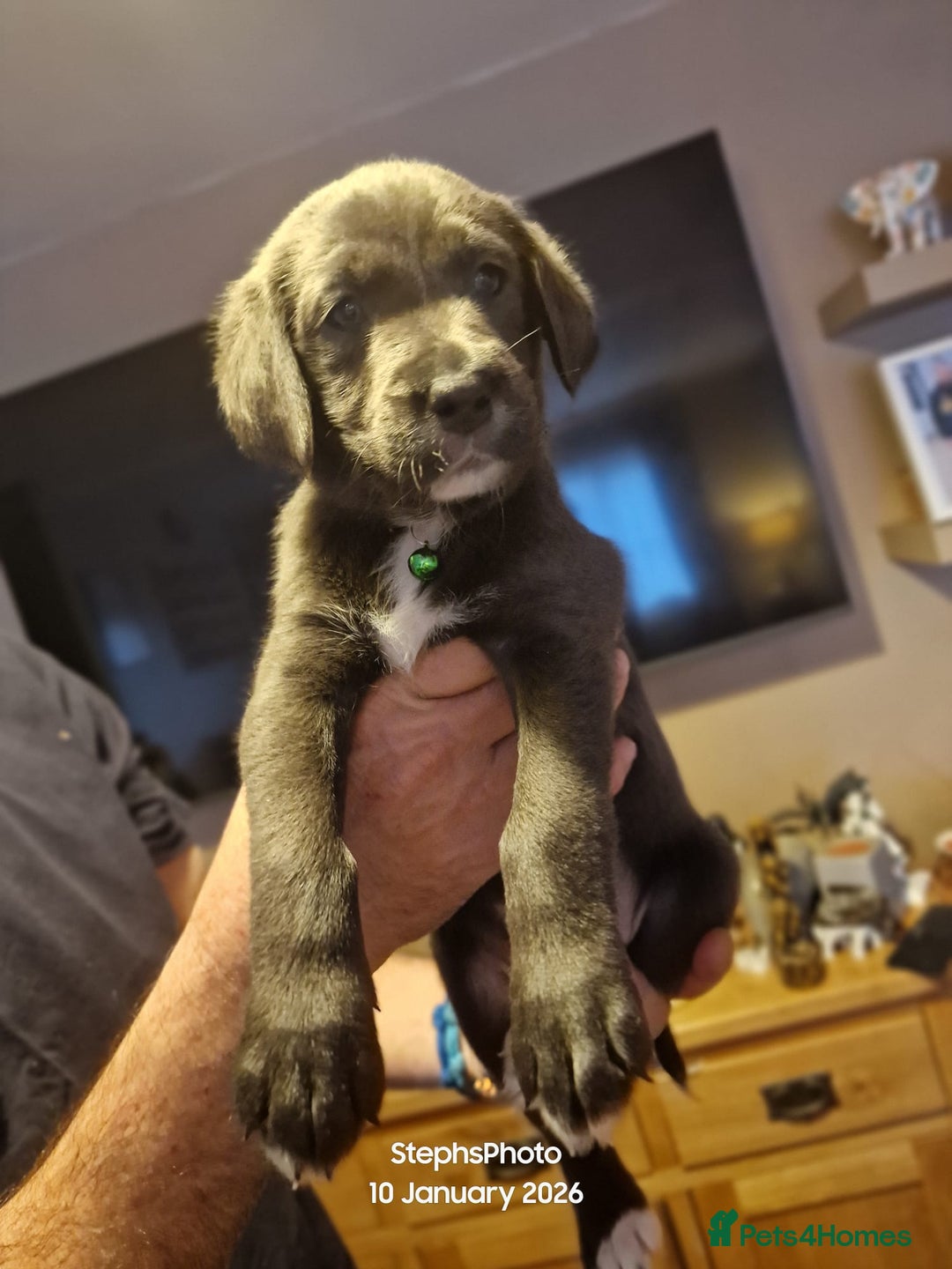 Mixed Breed dogs for sale: 3 silver 1 black white female lab puppies  - Advert 13