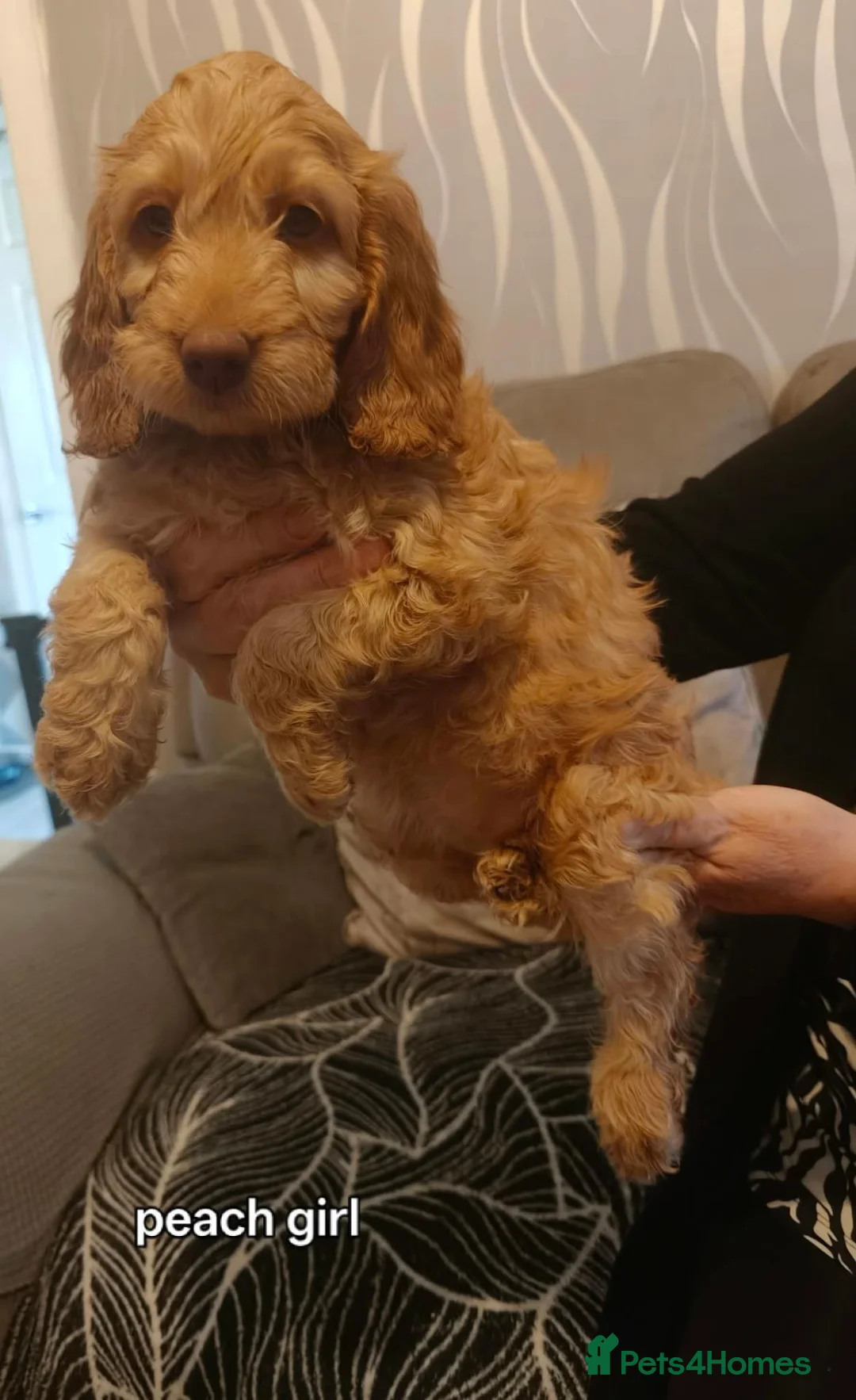 Cockapoo dogs for sale: Cockapoo puppies  - Advert 4