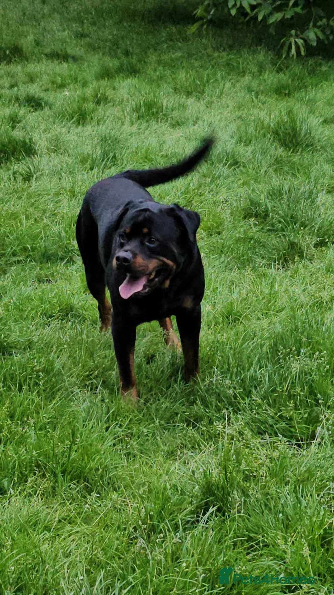Rottweiler dogs for sale: Chunky Rottweiler puppies  - Advert 9