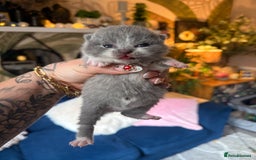 British Shorthair cats for sale: Outstanding kittens 😻 Champion line🥇🏆😻 - Image 32