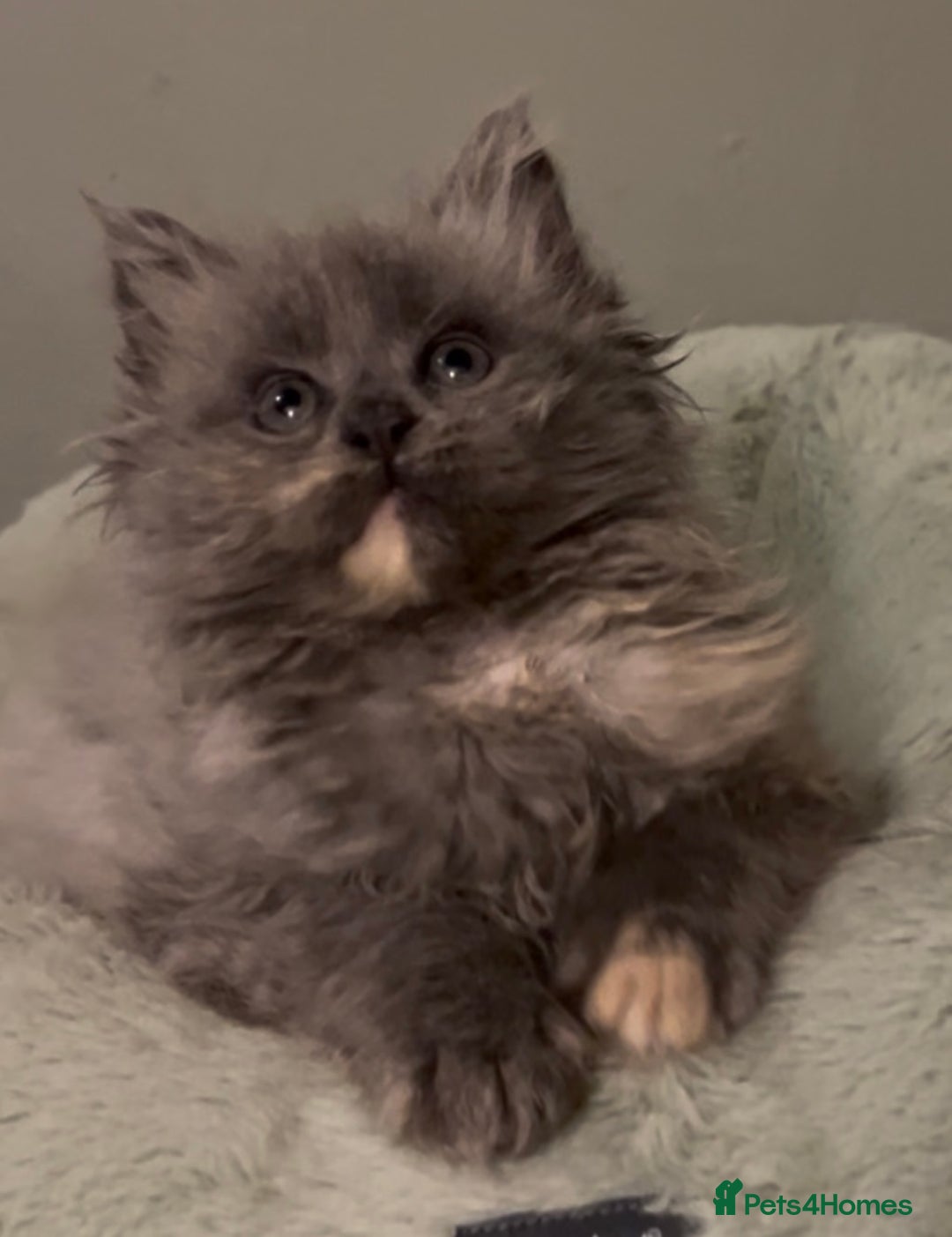 Maine Coon cats for sale: Maine Coon girl READY NOW - Advert 2