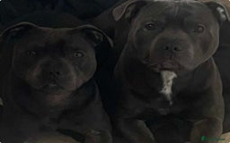 Staffordshire Bull Terrier dogs for sale: Litter of blue Staffordshire bull terriers  - Image 15