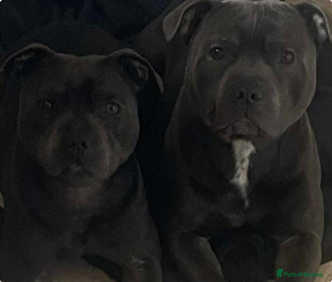 Staffordshire Bull Terrier dogs for sale: Litter of blue Staffordshire bull terriers  - Image 15