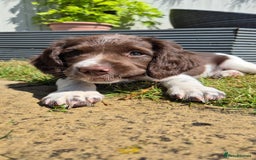 English Springer Spaniel dogs for sale: KC Reg. READY NOW. English Springer Spaniel 8 WKS - Image 16