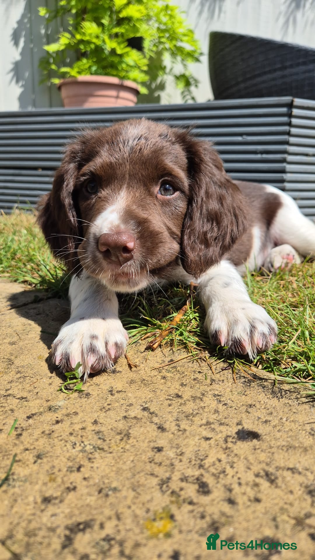 English Springer Spaniel dogs for sale: KC Reg. READY NOW. English Springer Spaniel 8 WKS - Image 16