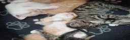 Mixed Breed cats for sale: Six boys and one girl😍😍😍 - Advert 1