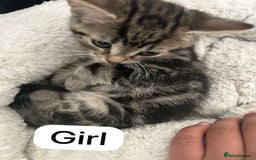 Mixed Breed cats for sale: Litter of 6 beautiful kittens - Image 8